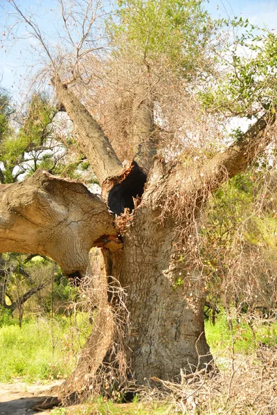 DSC_6381 (Large).JPG